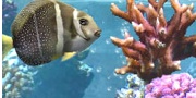 Save on Aquarium tickets