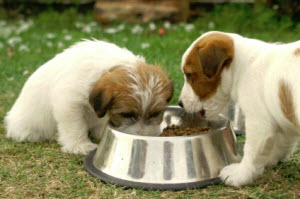 Dog Food.