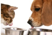 Pet Food